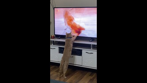 Cute cat watching TV