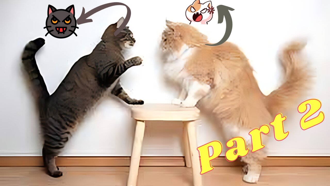 Funny Cat Fighting Part 2