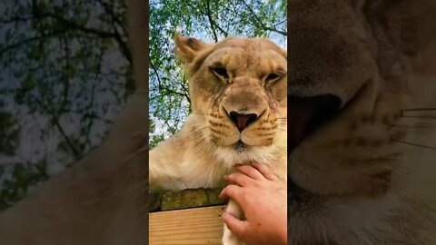 Predators