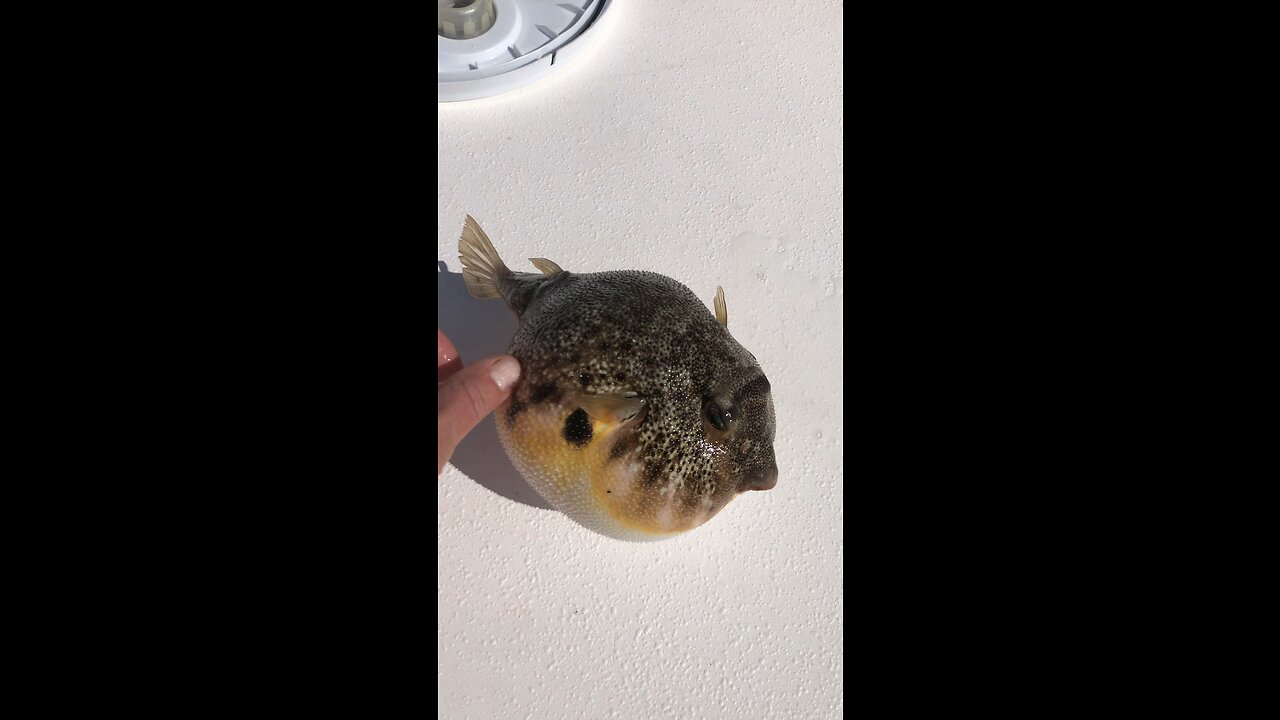 Northern puffer fish