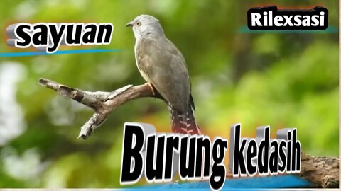 Rilexsasi suara burung Kedasi di iringgi Air mengalir buat fikiran tenang