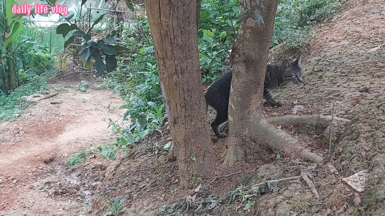 The cat doesn't shoot in front of the camera