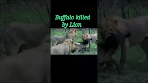 Buffalo killed by Lion 🦁#shorts #youtubeshorts #shortvideo