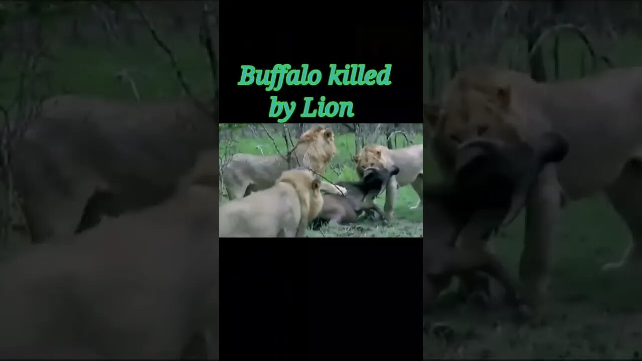 Buffalo killed by Lion 🦁#shorts #youtubeshorts #shortvideo
