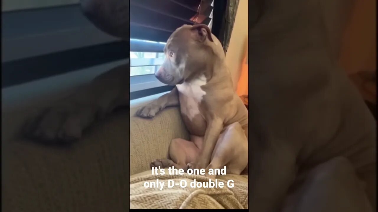 MEME is the one and only D-O double G #shorts