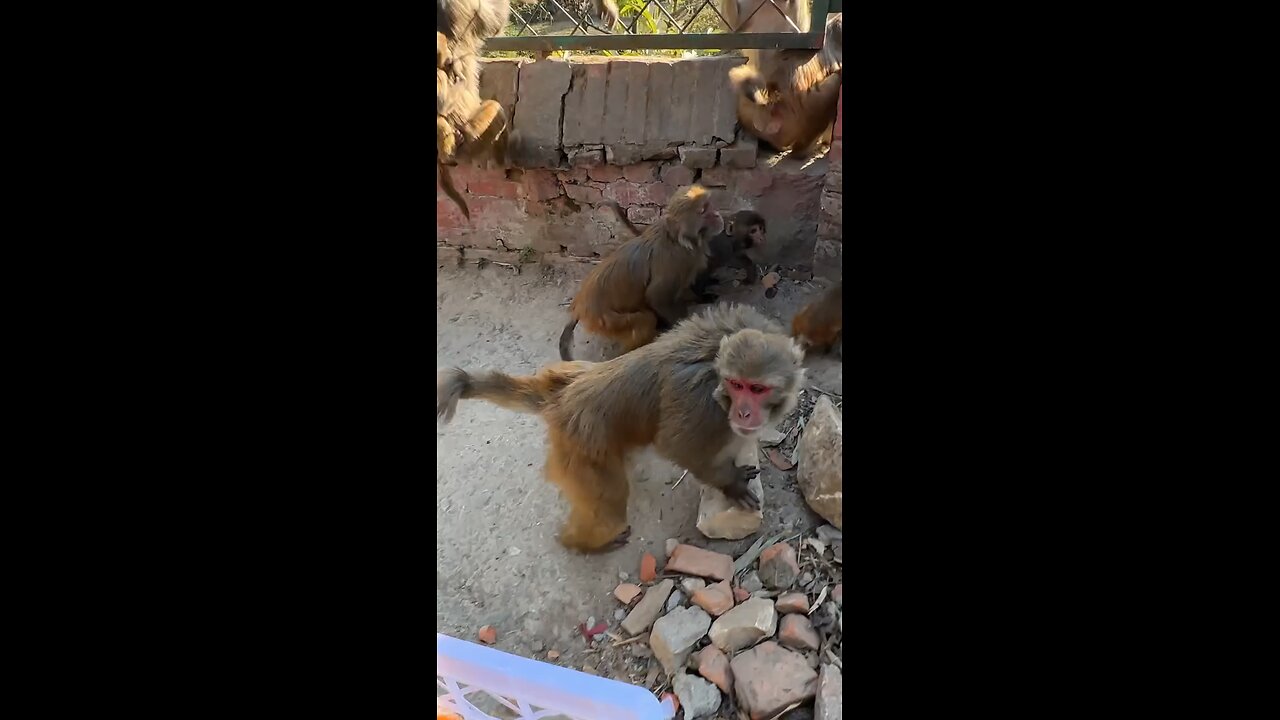 feeding monkeys