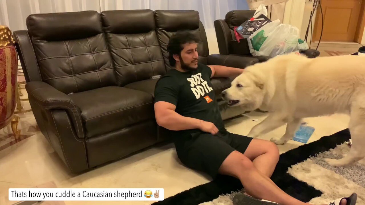 Thatโs how you cuddle a Caucasian shepherd ๐โ๐ผ
