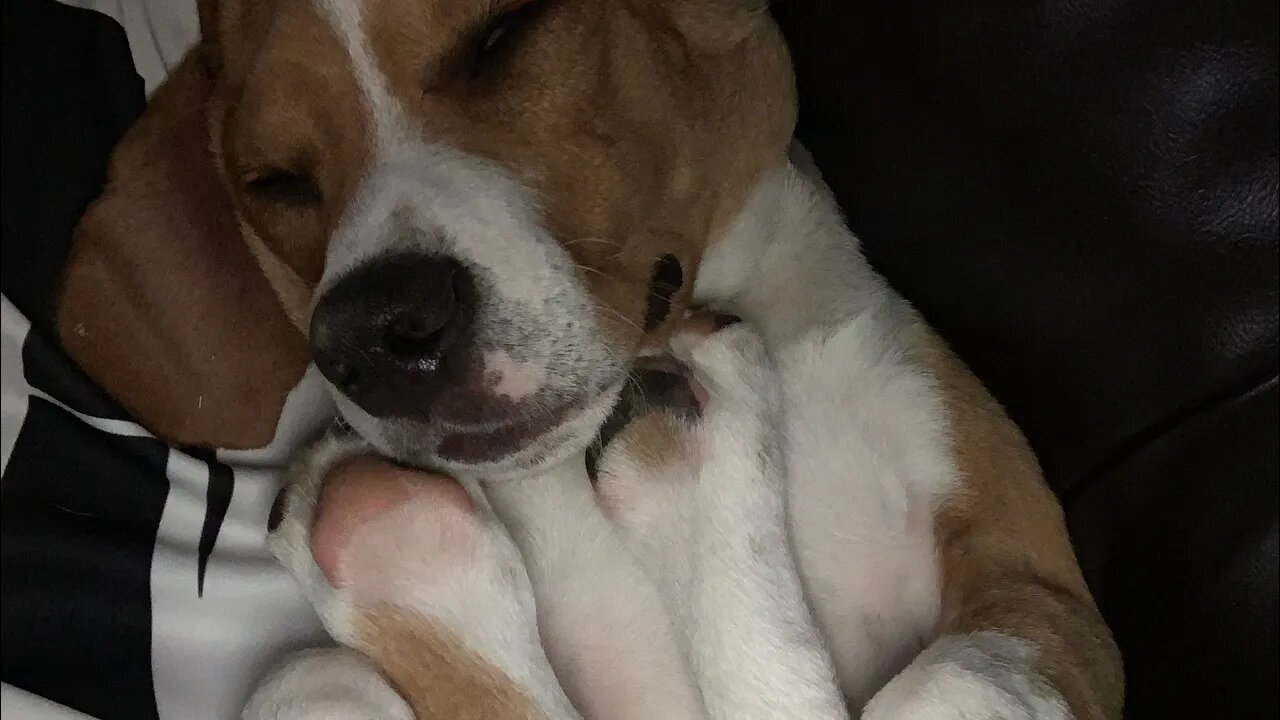 Lemon spotted beagle 6 months old