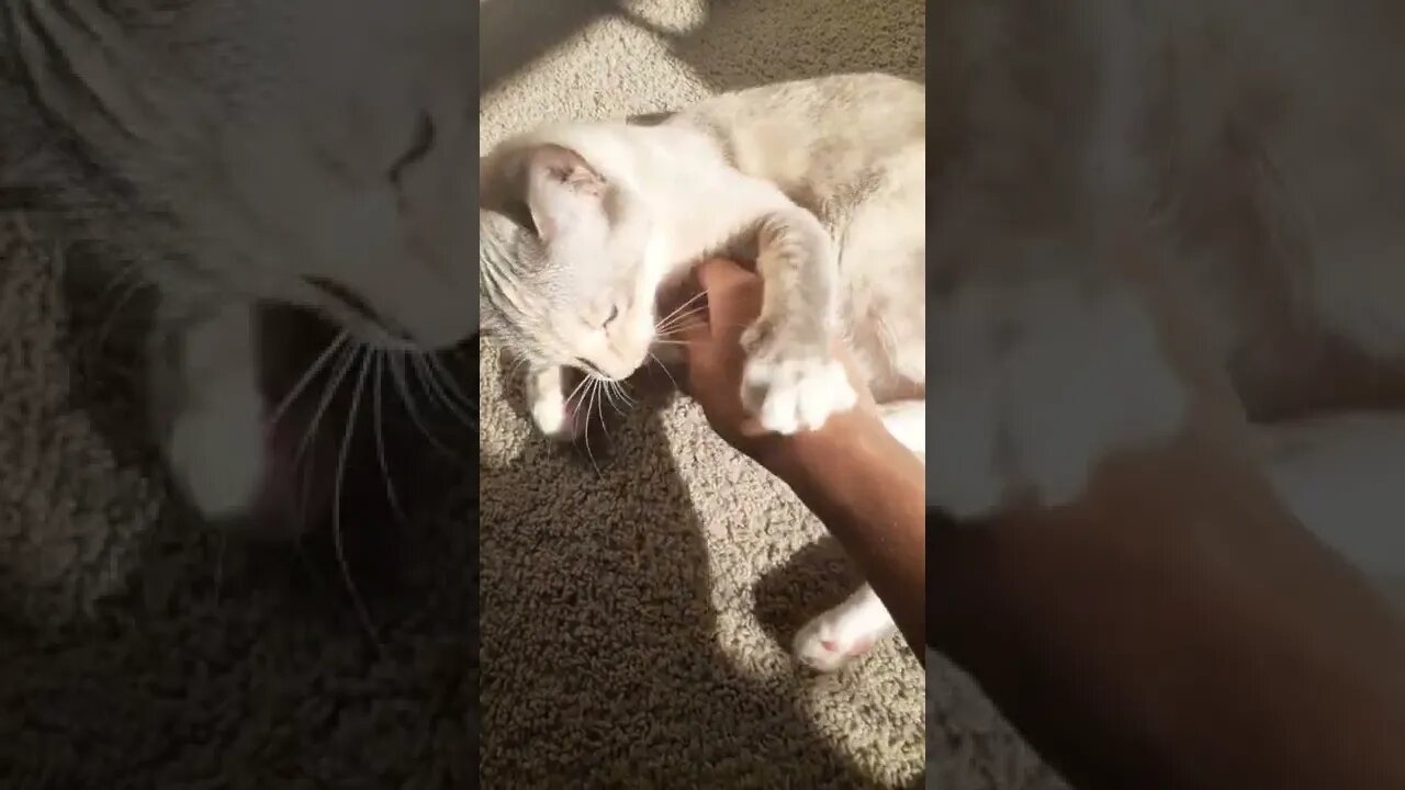 No Petting Allowed