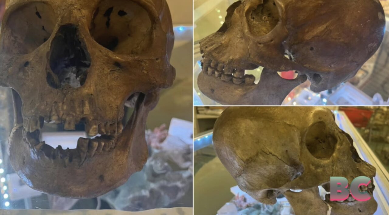 Florida shopper finds human skull at antique shop