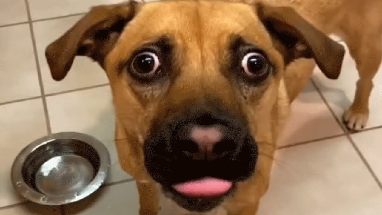 Woman brings home a shelter dog. And then comes the surprise.