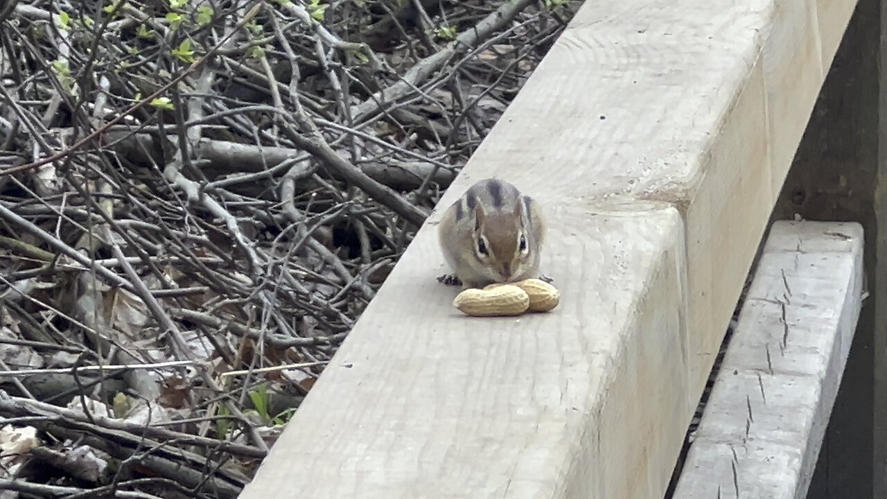 Easy peasy for chipmunk