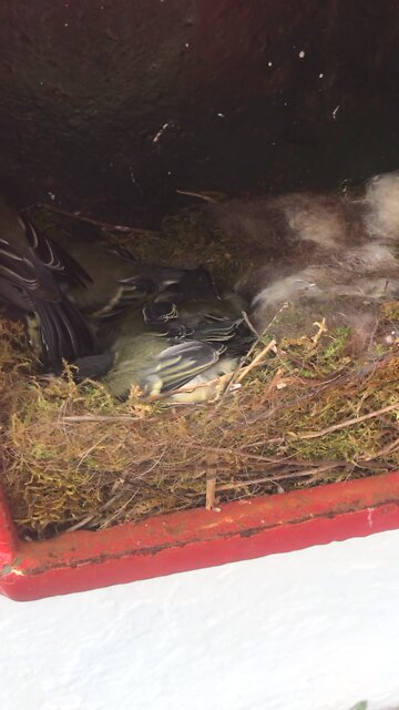 Blue Tits Nesting In Letterbox