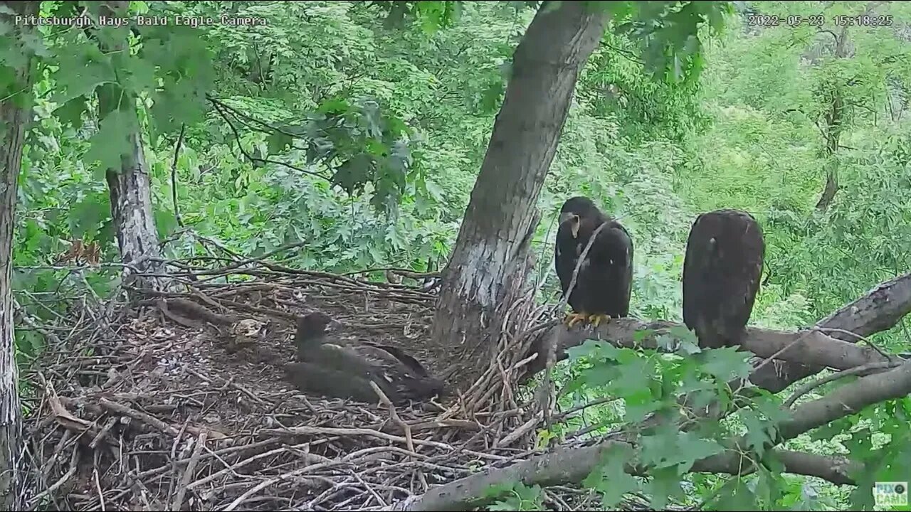 Hays Bald Eagles Nest has a Blue Jay visitor 2022 05 23 1518