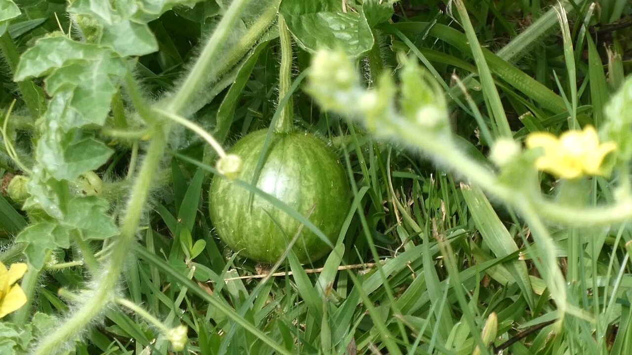 WATERMELON UPDATE