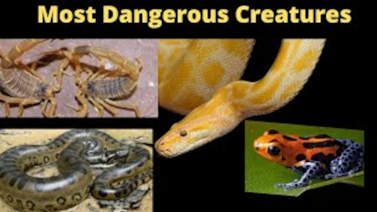 Dart Frog | Deathstalker | Green Anaconda | Most Dangerous Creatures