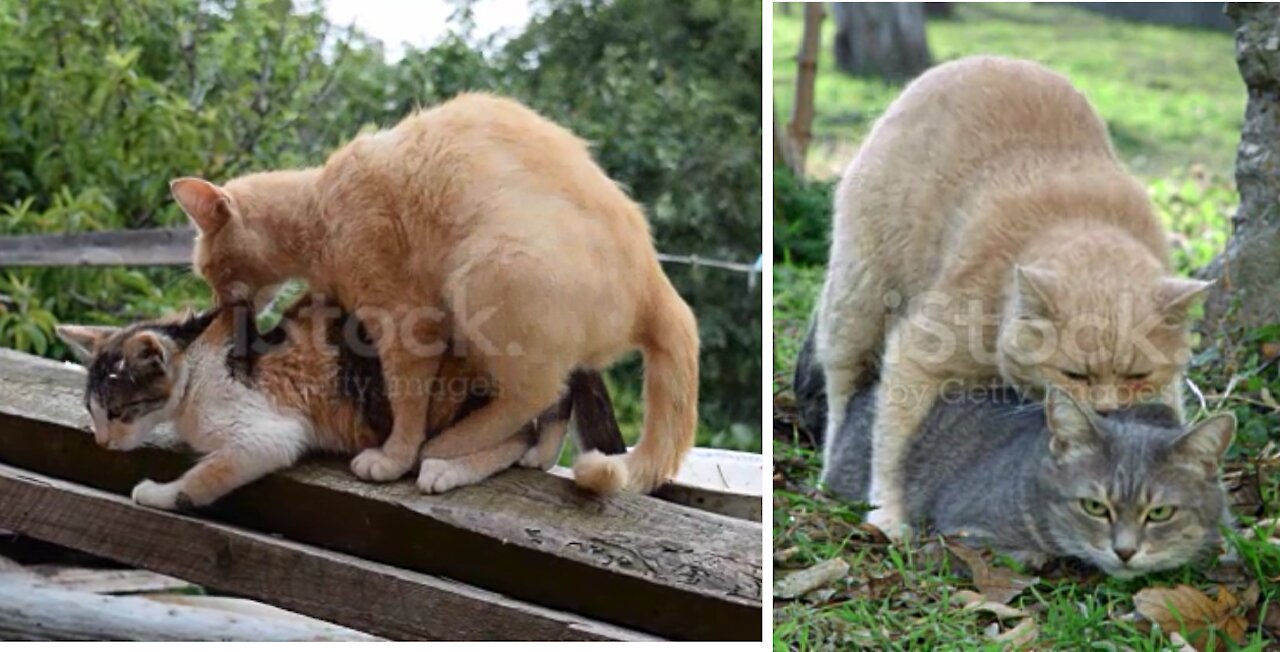 Interrupts a complex between cats and hugs, kisses and embrace of love between them