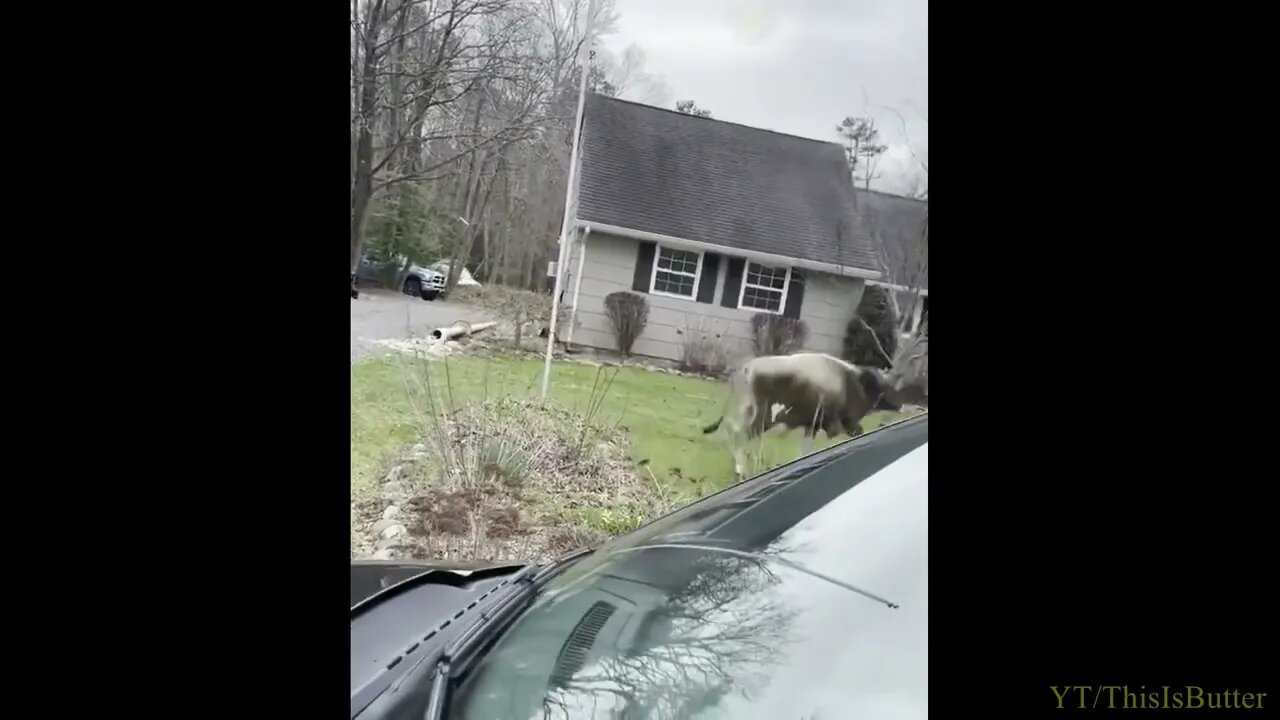 Bull escapes pen before being led back to its home