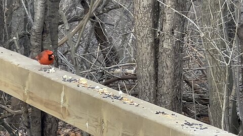 Black Phoebe and Cardinals