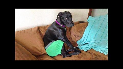 New Funny Animals 😂 Funniest Cats and Dogs Videos 😺🐶 Part 29