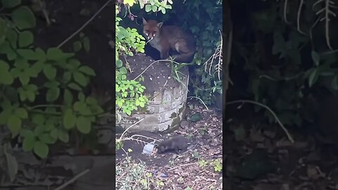 how young? 👀 check my main channel if you can't sleep #foxes #cuteanimals #whitenoise #sleepsounds