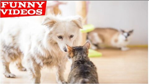 Best Funny Animal Videos of the year (2021), funniest animals ever. relax with cute animals