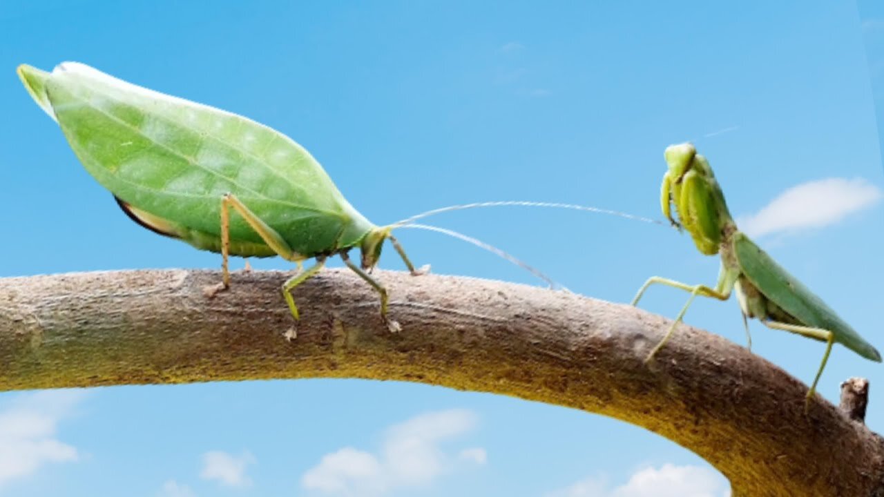 CAN A PRAYING MANTIS EAT THE LARGEST KATYDID? MANTIS Vs. KATYDID