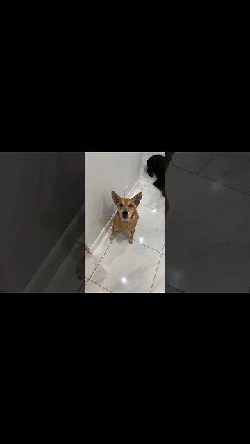 Dogs are like a charged spring 1