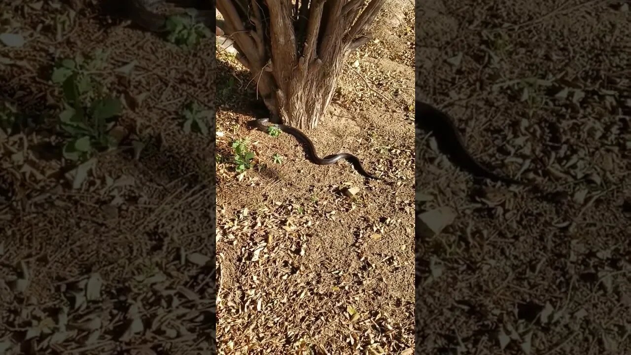 King snake in Chandler AZ at a home inspection. I don't like snakes 😒 very much
