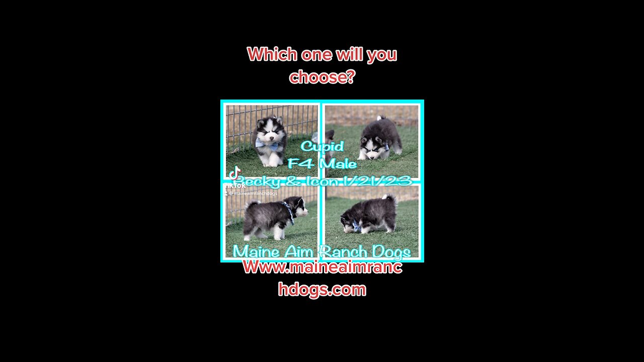 Which one will you choose?