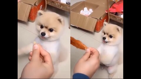 Cute Dog Vs Food - Funny Moment