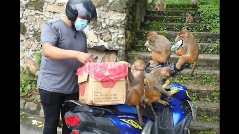 feeding 750 piece banana || monkey love banana || feeding banana to the monkey