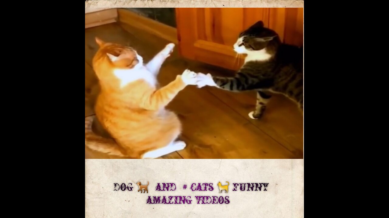 Funny Dog 🐕 & 🐈 cats amazing 👏 videos