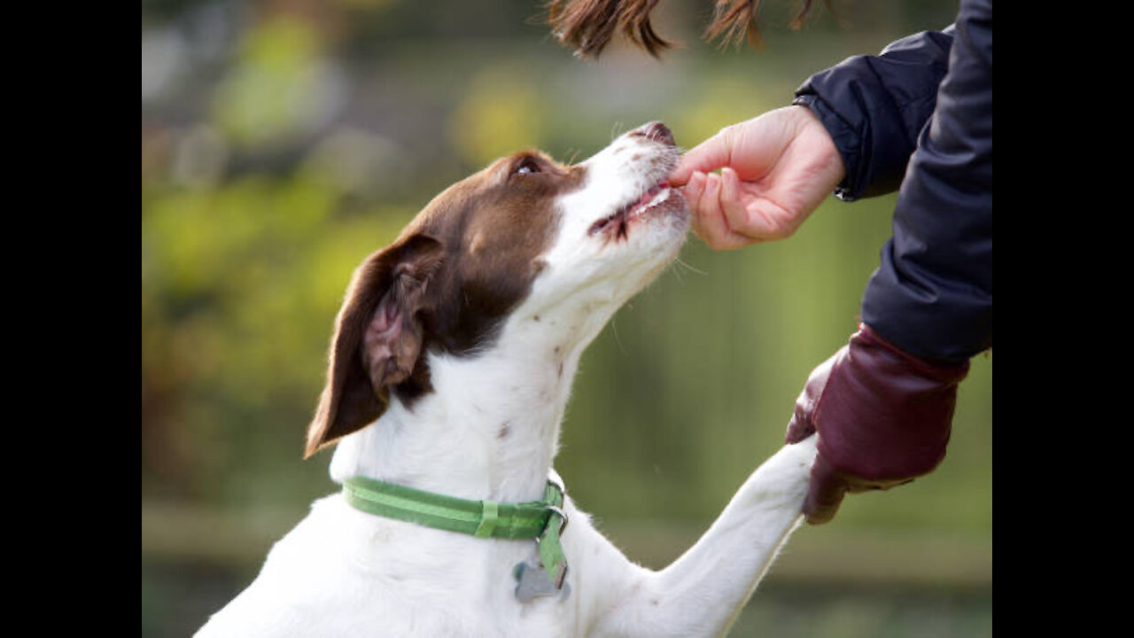 Teach ANY dog to walk nice on the leash | 5 MINUTE DOG TRAINING RESULTS!