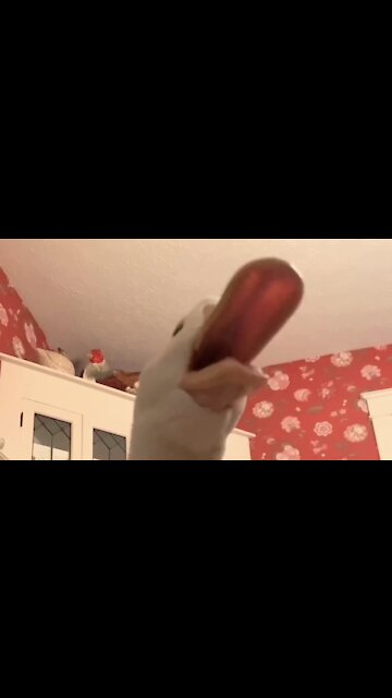 Duck saying “aaAAAaaaaAAA”