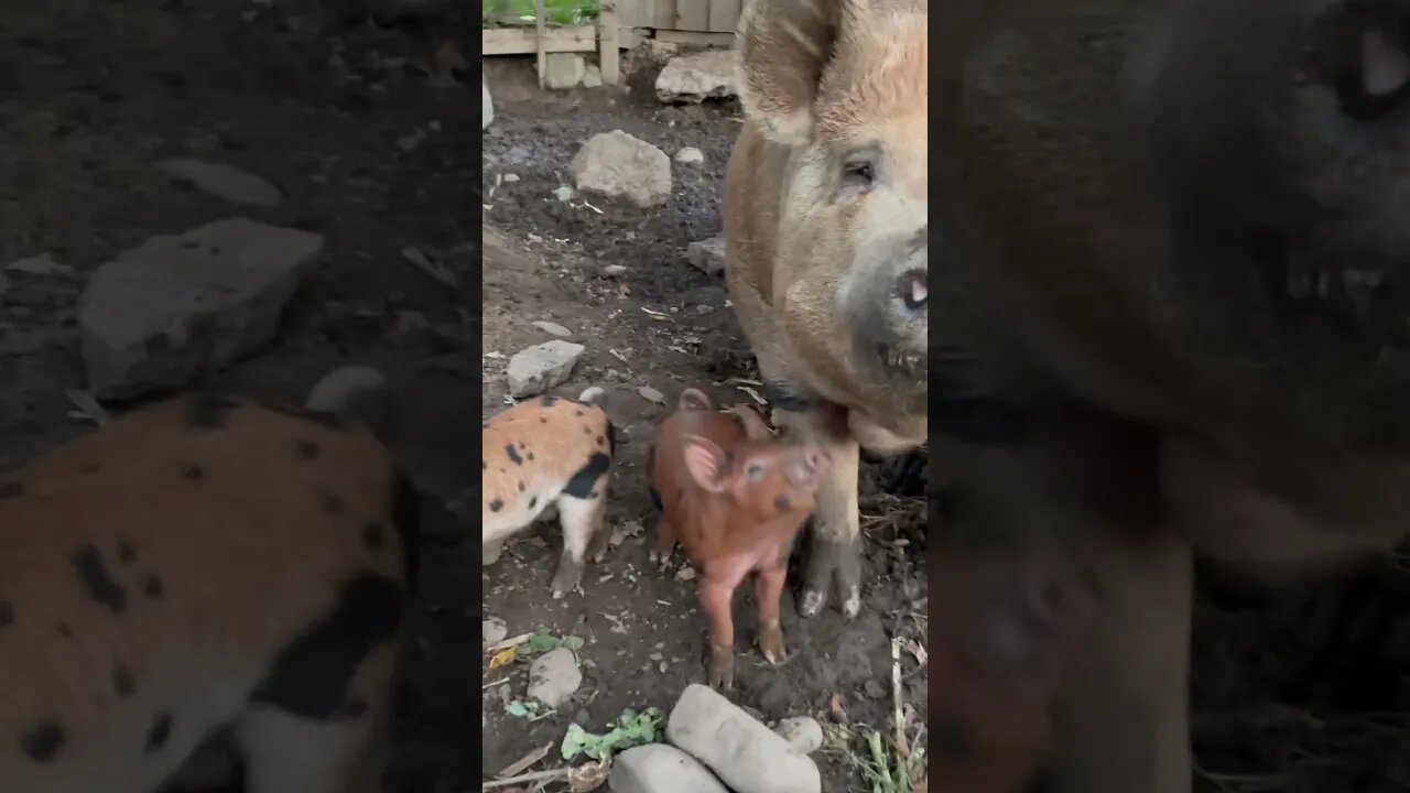 Cute piglets #piglets #farm #farmlife ##farmanimals