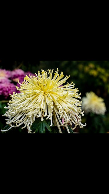 Feel nature vibes and feel this beautiful song which are so beautiful and peaceful 🌿🍃