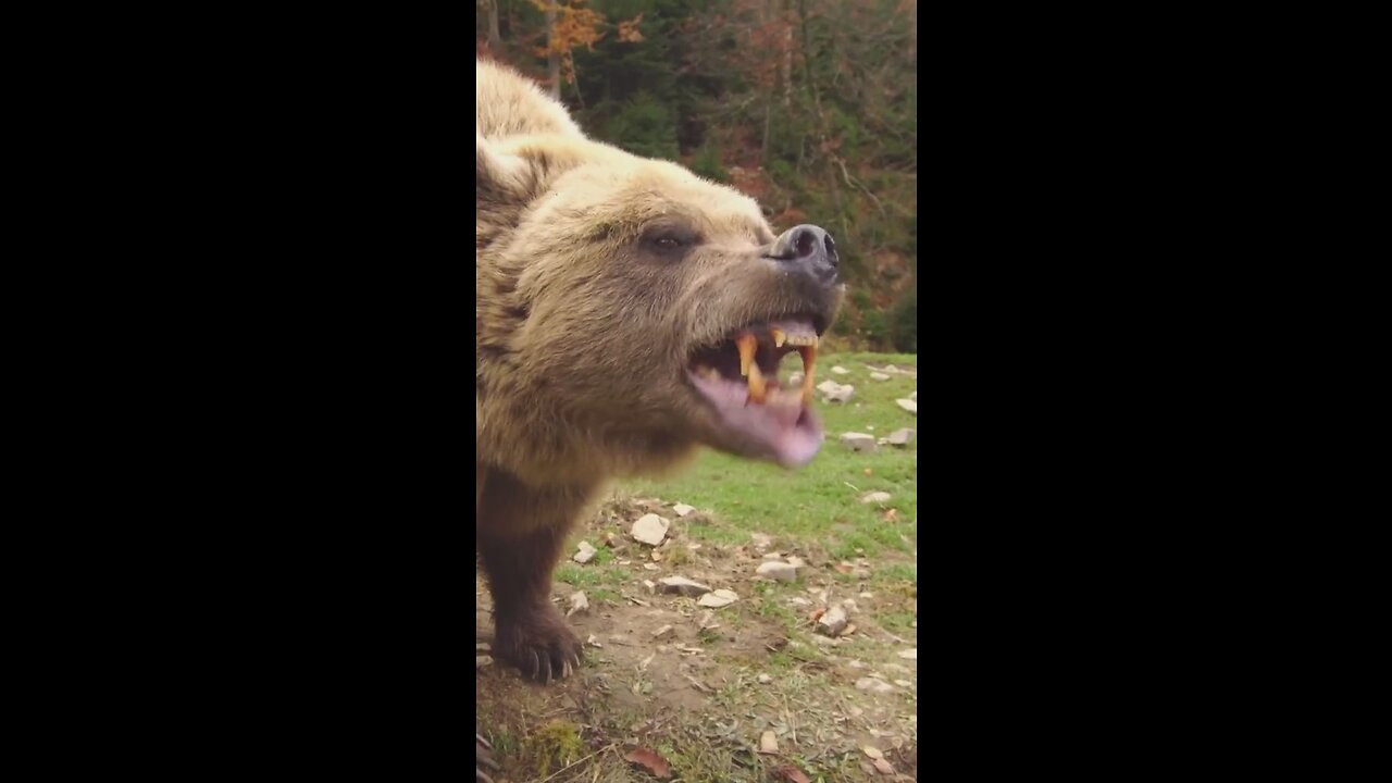 FUNNY ANIMAL - UPFRONT AND CLOSE WITH A GRIZZLY BEAR