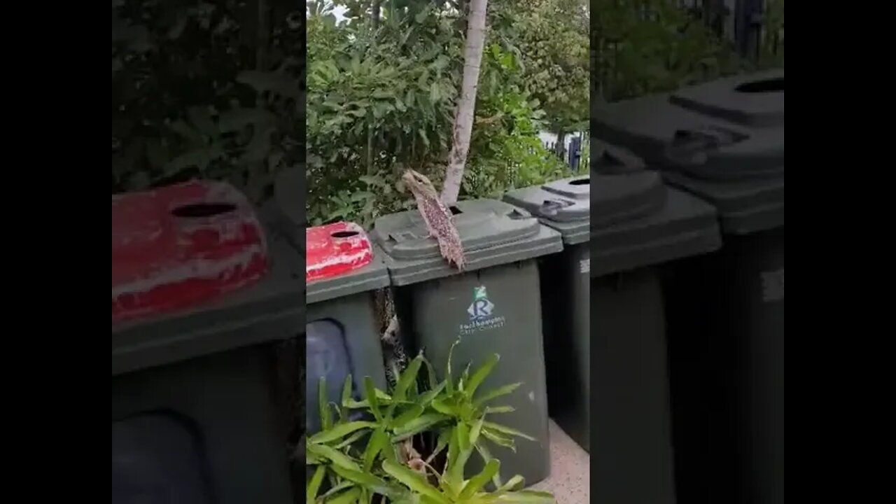 frog mouth bird