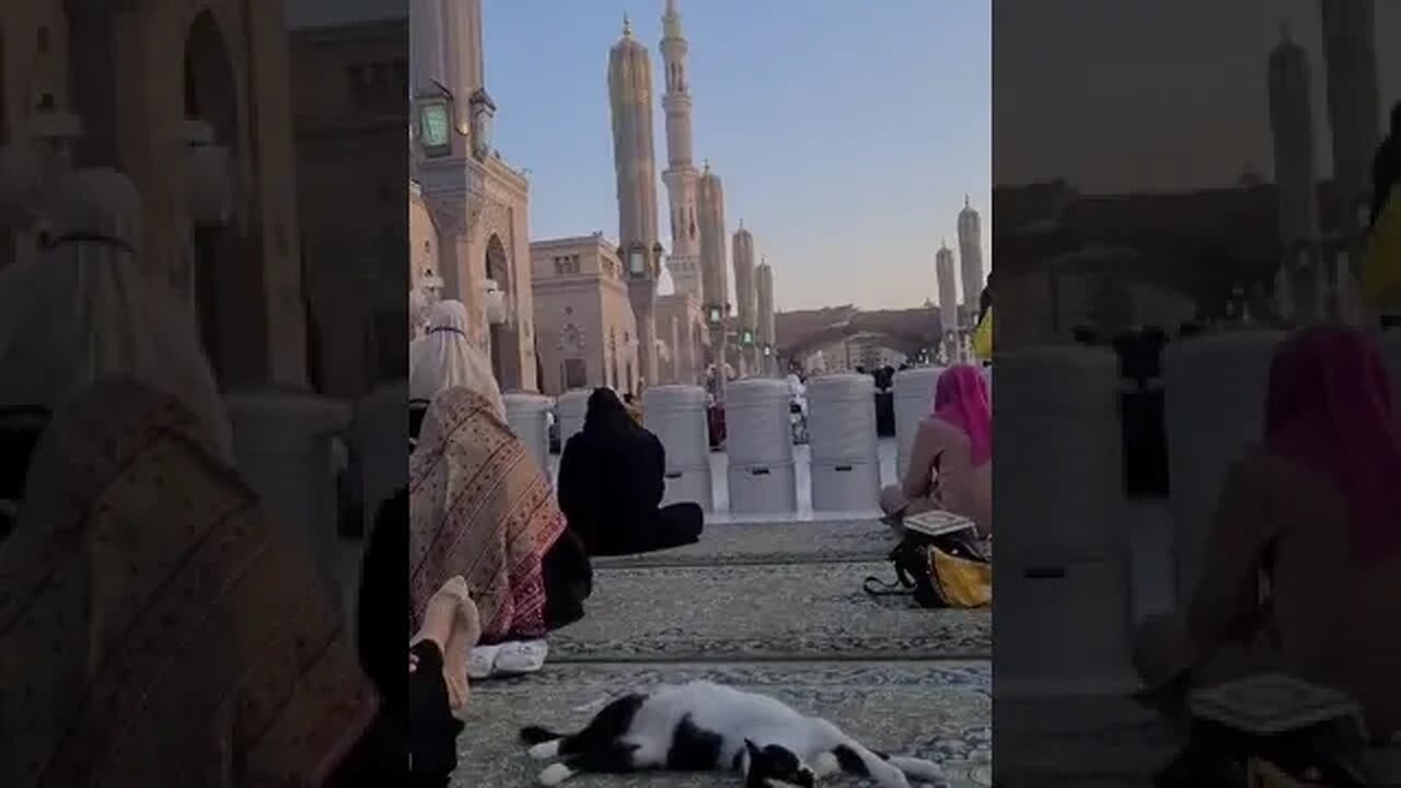 Wait for it..😻 #shorts #cat #madinah #islam