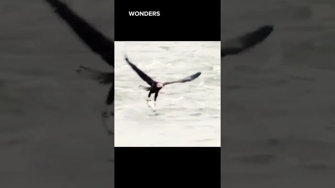 Eagle 🦅 Hunting #hunting #eagles #eaglehunting #beats #enjoy#nature #beautiful#shorts #wonders