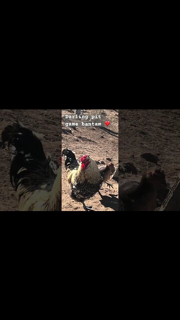 Darling little hen ❤️