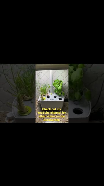 This is The Easiest Way To grow Fresh Herbs! Anyone can do it!