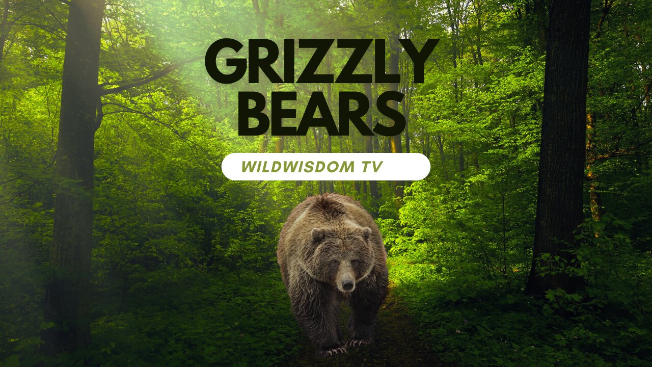 Grizzly Bears