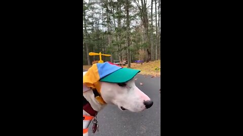 "Pawsitively Hilarious: Unleashing Laughter with Furry Friends!"