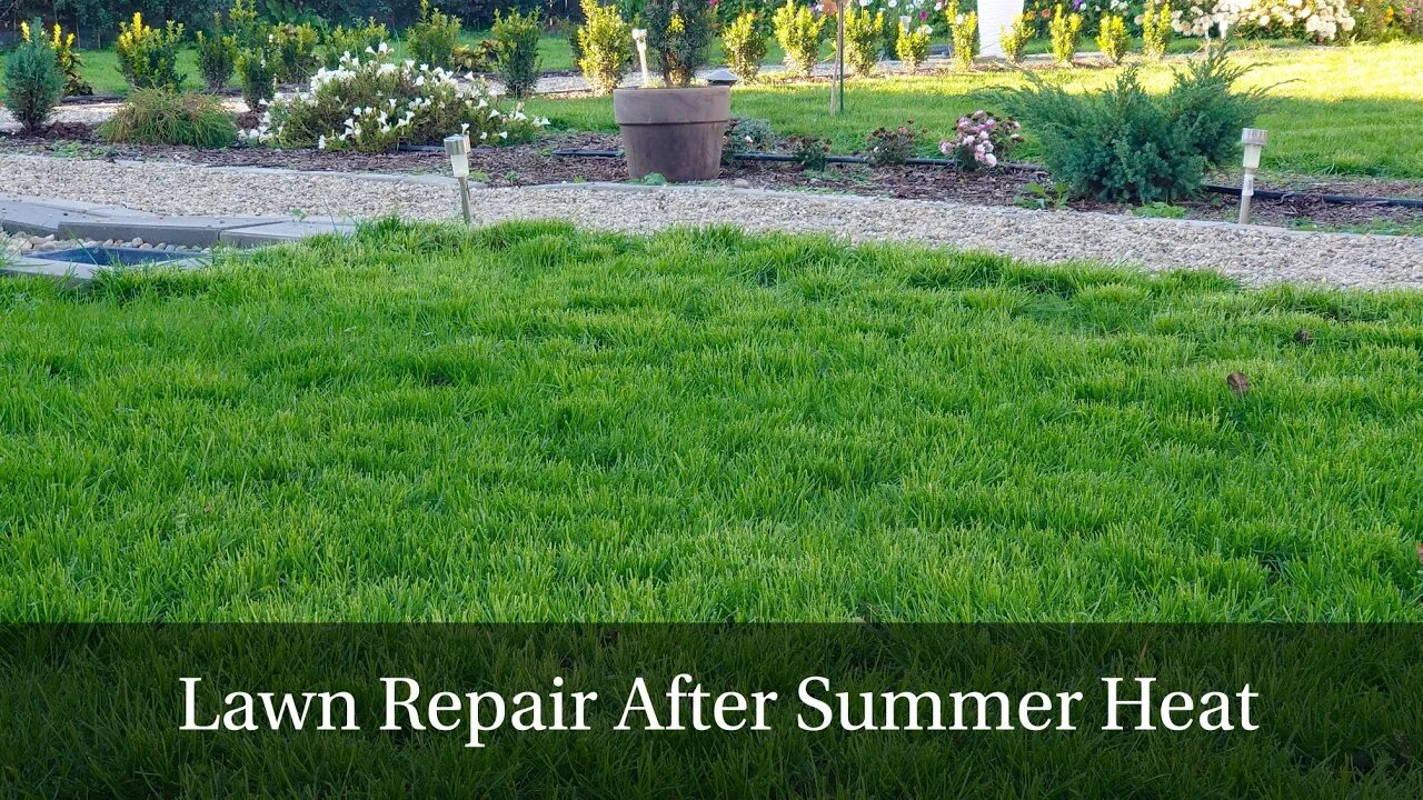 How We Revived Our Lawn After a Hot Summer | Step-by-Step Grass Reseeding