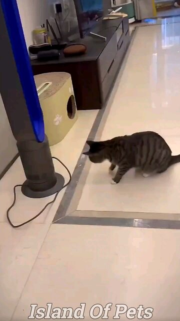 Best Funniest Animal Videos 2023 😅 - Funny Cats And Dogs Videos #2 😂