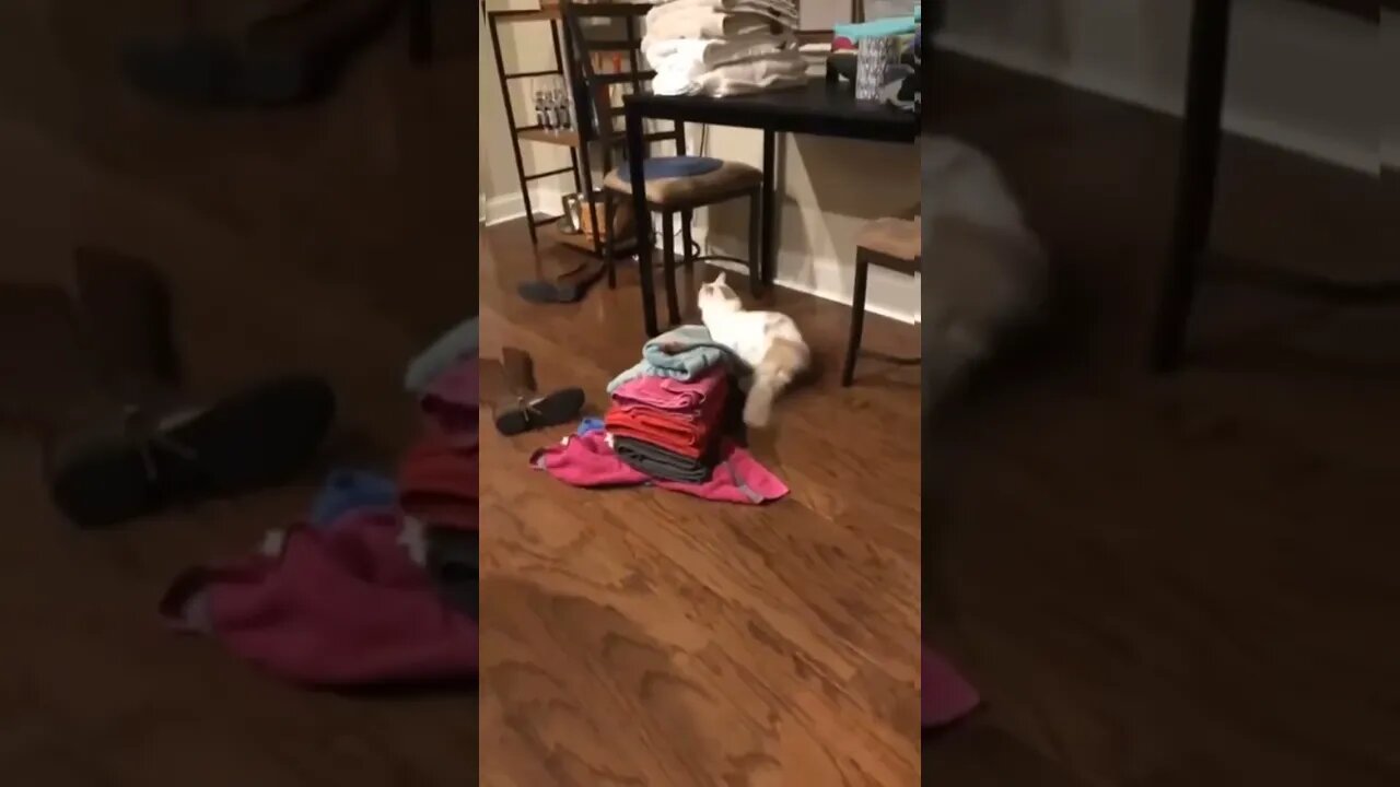 #baby Cats Life 😺😺 Funny Cats #shorts #funny #cat #shorts