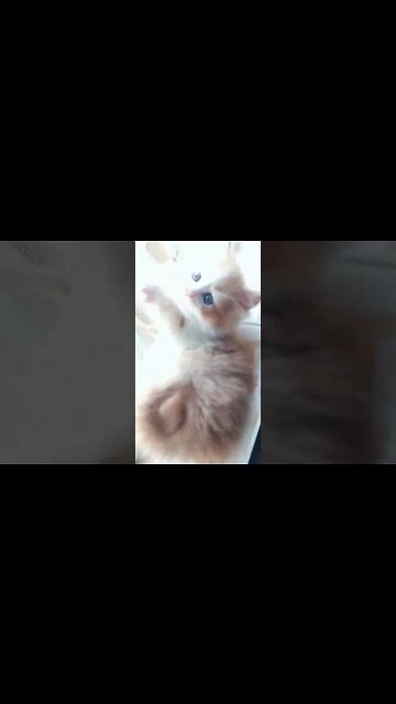 #youtubeshorts #persiancats #shorts #cutecat #kittens #kittycat