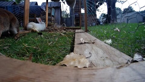 A long afternoon with Lady and Shadow, The Rabbits